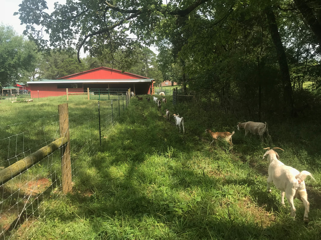 Kiko Goats Tennessee Kiko Goats in Tennessee Kiko Goats in Middle Tennessee